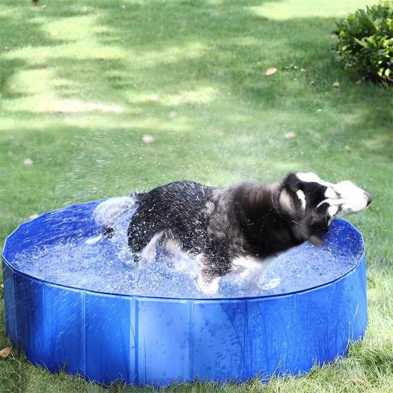 Dog and Small Children Wading Pool for Lots of Summer Fun