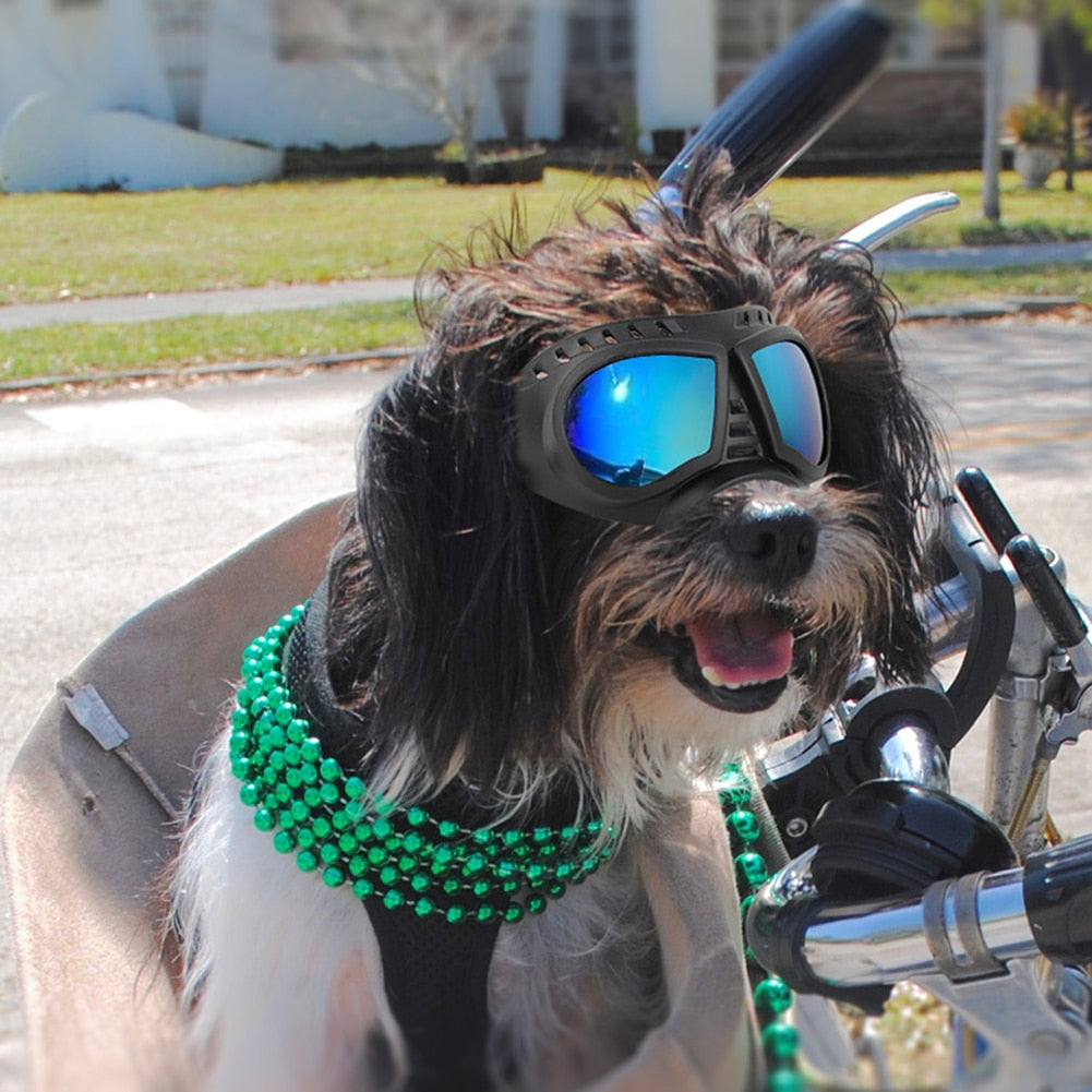 Dog Sunglasses / Goggles Provide Eye Protection and Are Cool Looking