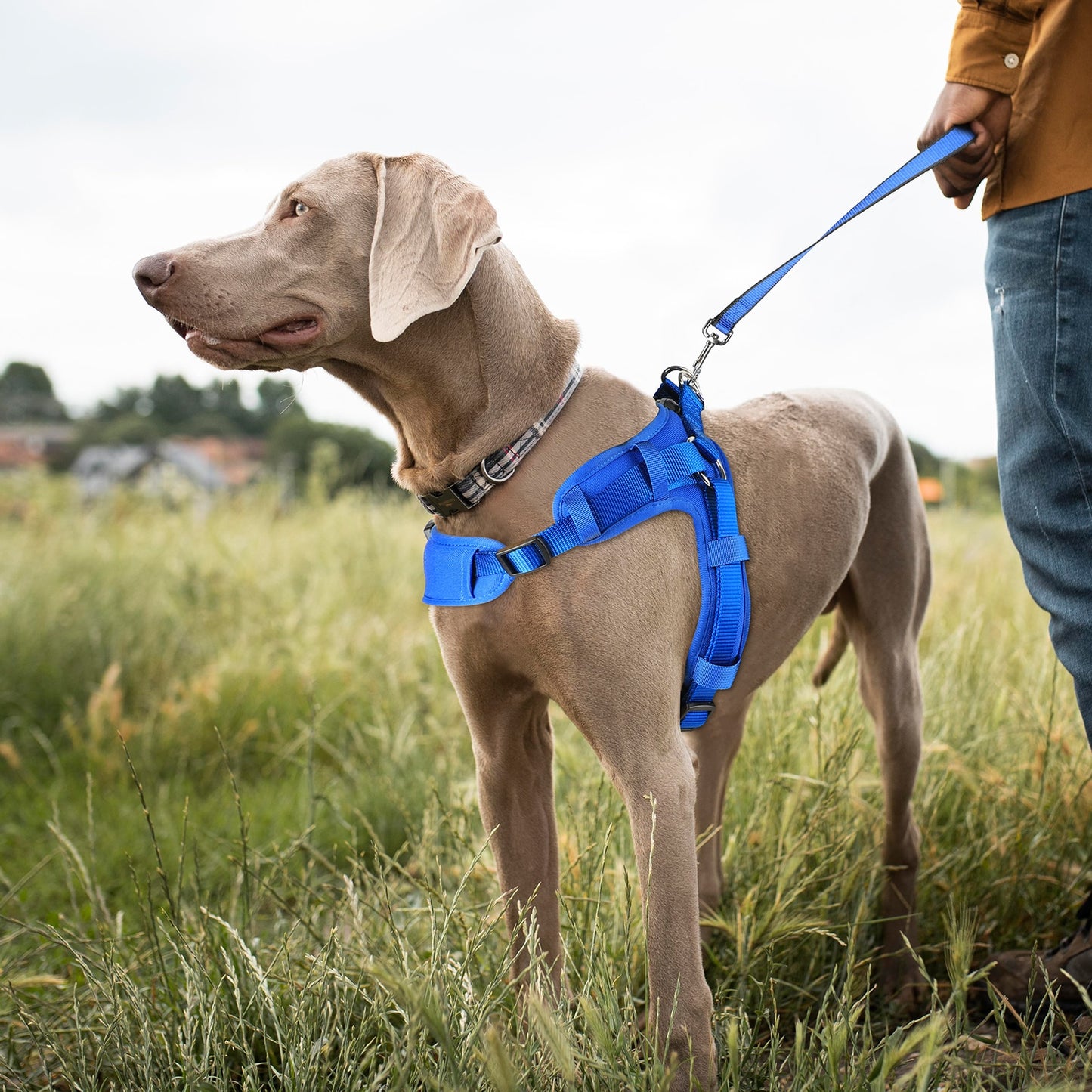 Pet Vest Harness, Soft Breathable, Easy Attach w/4 Adj. Points, 3 Sizes