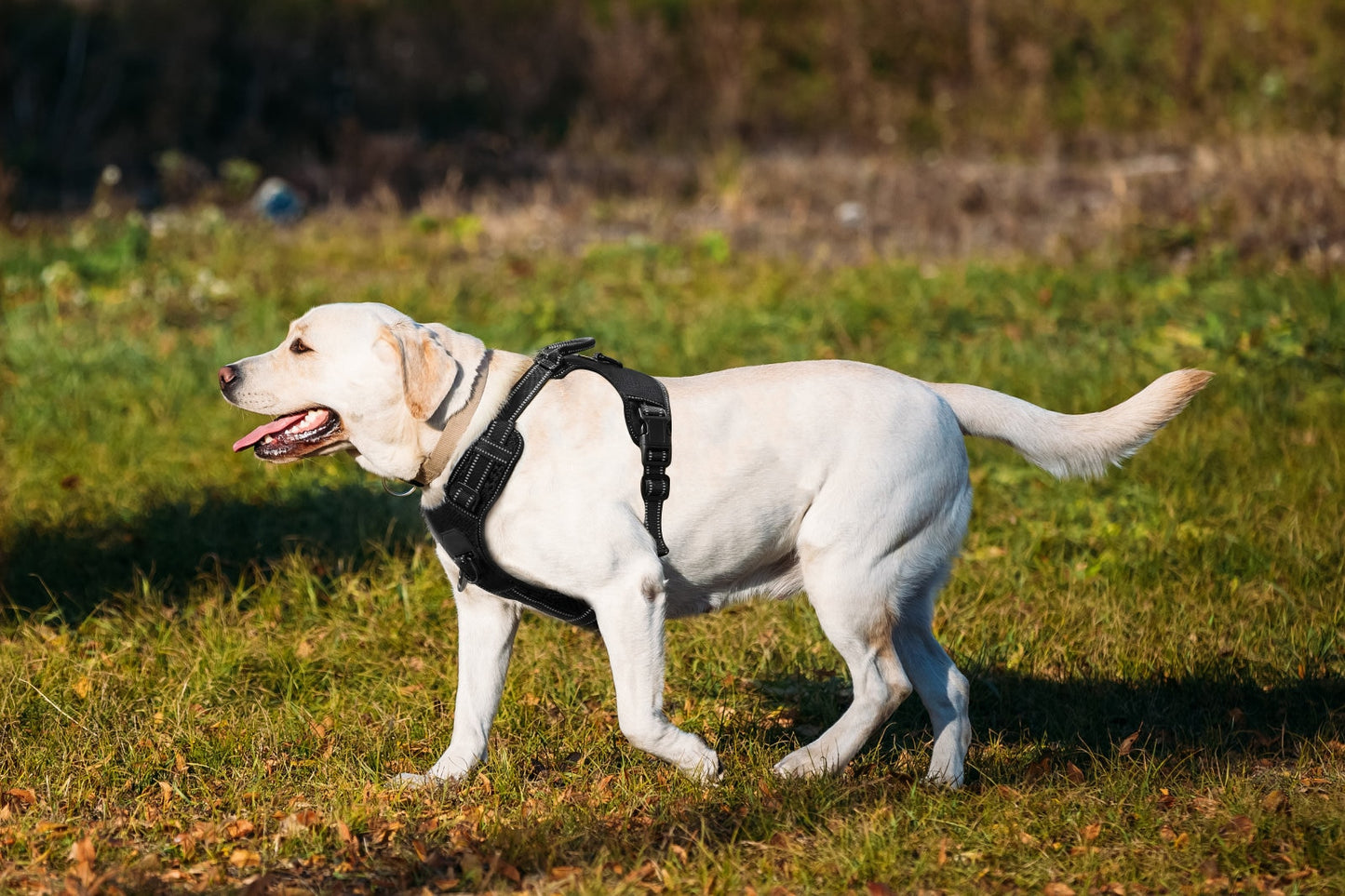 Pet Vest Harness, Soft Breathable, 4 Adj. Points, 4 Harnesses & Sizes, 3 Leashes